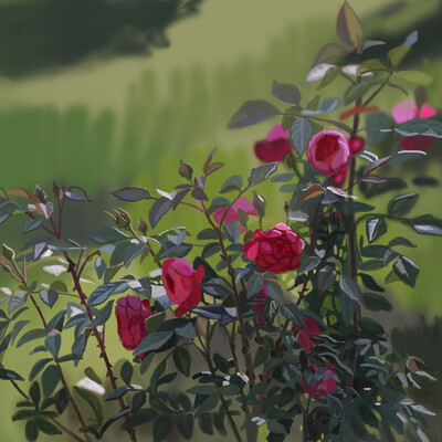 rose