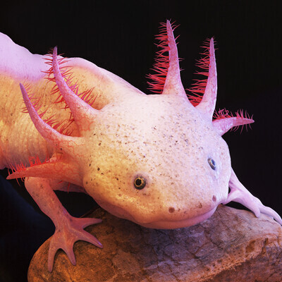 Axolotl