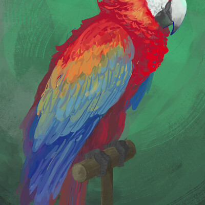 Сolorful parrot