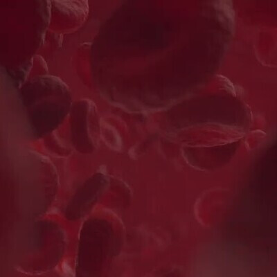 Blood