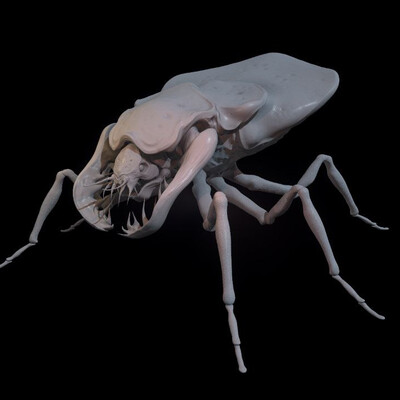 Insect