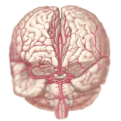 Anatomical medical posters
