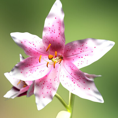 Liliya