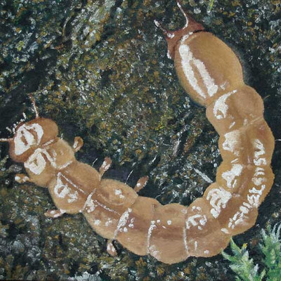 Ognetsvetka bogryanaya (Pyrochroa coccinea)