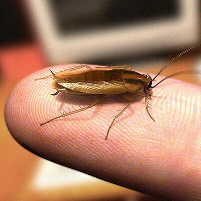Brattella Germanica