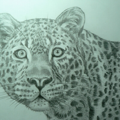 leopard