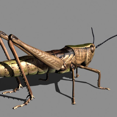 Grasshopper