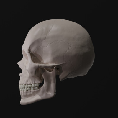 model of a human skull
