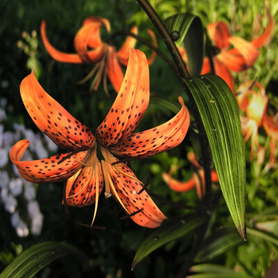Tigrovaya liliya