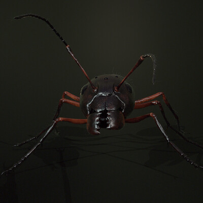 Ant