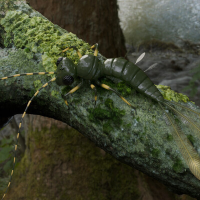 Mayfly Nymph (Ephemeroptera)