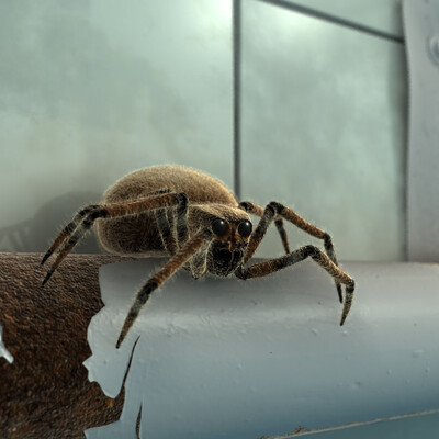 Spider
