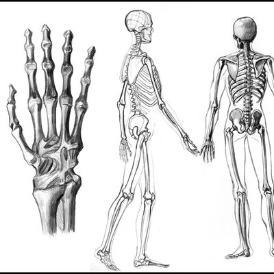 Anatomiya (1)
