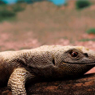 Varan2