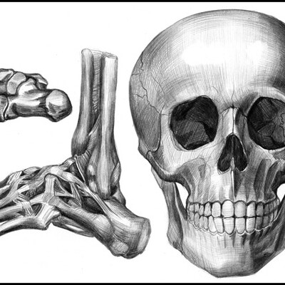 Anatomiya, kosti