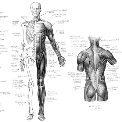 Anatomiya, myishtsyi