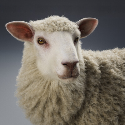 The sheep