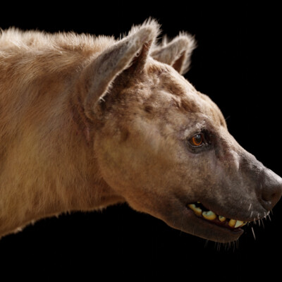 Hyena