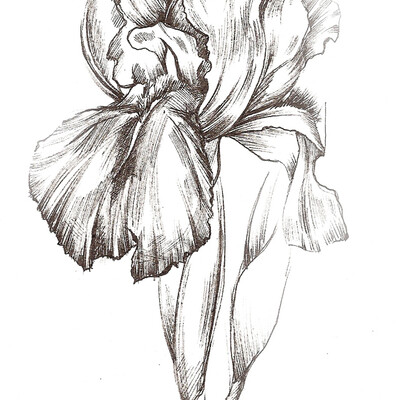 Iris