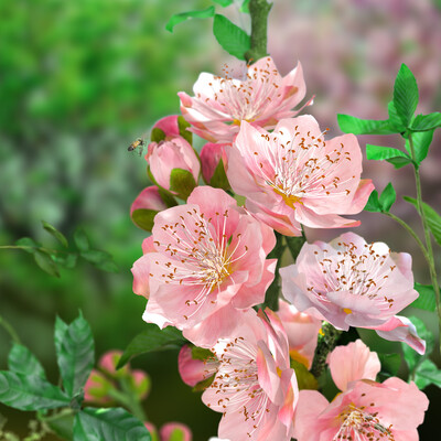blossom & bee